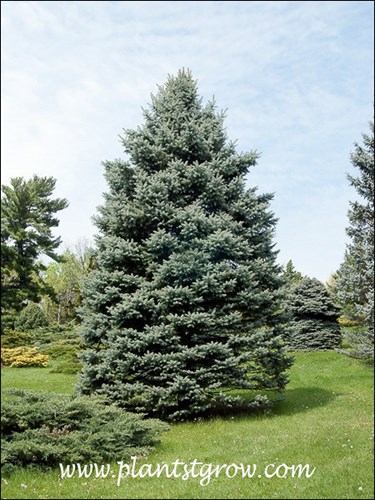 These are some mature plants.  They are pushing the size that is mentioned by many nurseries.